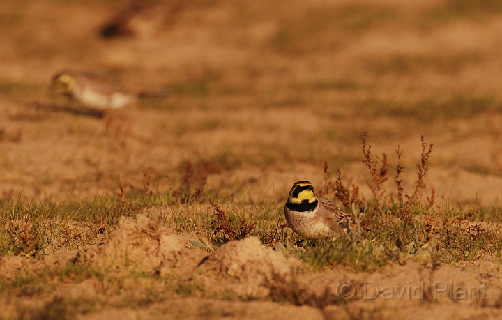 Shore lark pair - B.jpg - Shore lark pair - Norfolk